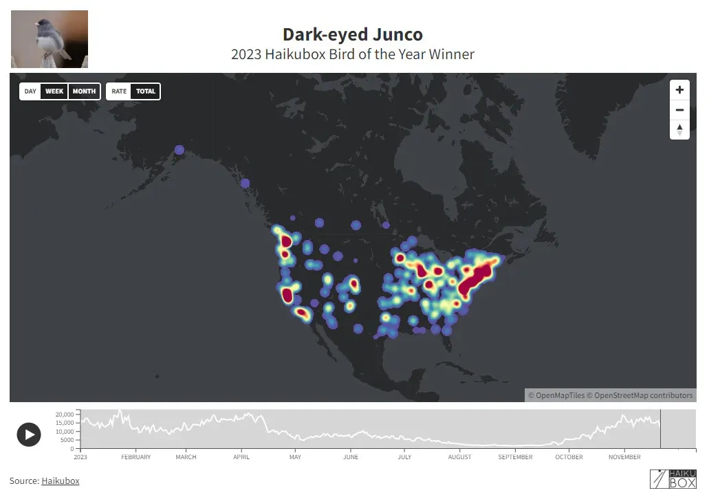 Map showing 2023 sightings of Dark-eyed Junco in North America with color-coded frequency points. The chart below depicts monthly activity.