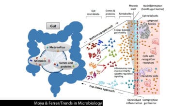 Effects of titanium dioxide on intestinal health 6 Effects of titanium dioxide on intestinal health