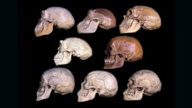 How early human brains expanded over time