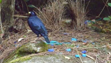 How sexual selection shaped birds and human brains 2 How sexual selection shaped birds and human brains