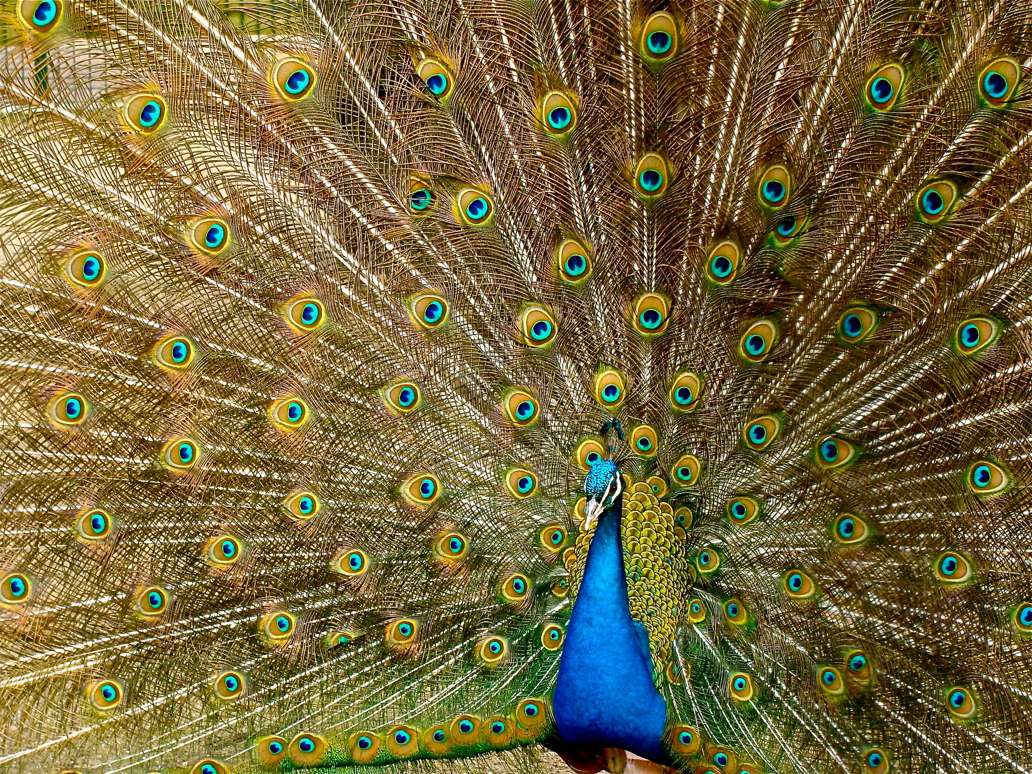 A peacock displaying its vibrant plumage with open feathers showcasing eye-like patterns in blue, green, and gold hues.