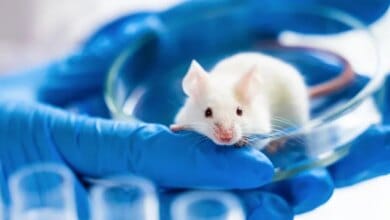 Scientists kill 192 million lab mice each year. Is there a better way? 11 Scientists kill 192 million lab mice each year. Is there a better way?
