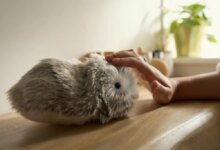 Oops, I'm Emotionally Attached to This $429 AI Pet